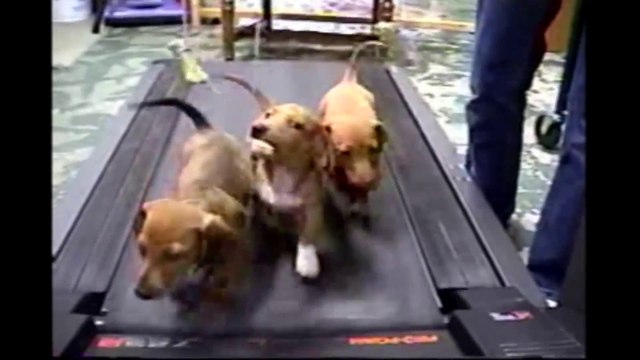 3 chiens sur un tapis de course... Tout ça pour un os!