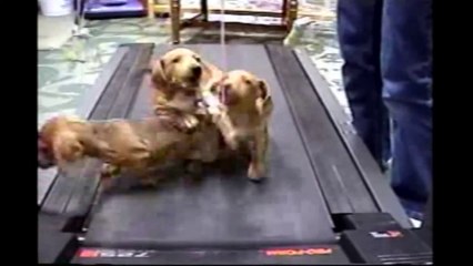 Hilarious Puppies On A Treadmill running for a bone!
