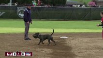 Dog Steals Gloves At Girls Softball Game