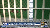 Pitbull That Mauled Boy Spared Euthanization, Gets 'Life Sentence'