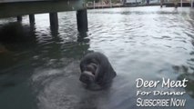 Manatee Drinking Water From A Hose Is Really Weird