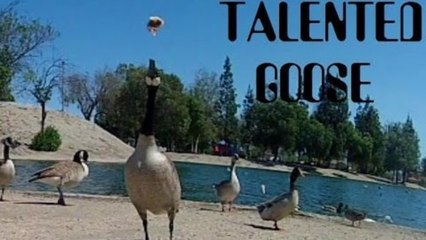 INSANELY TALENTED GOOSE