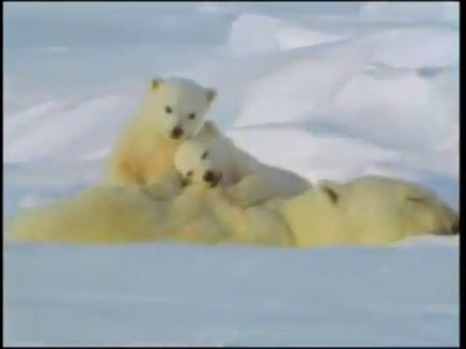 Polar Bears & Their World Of Ice