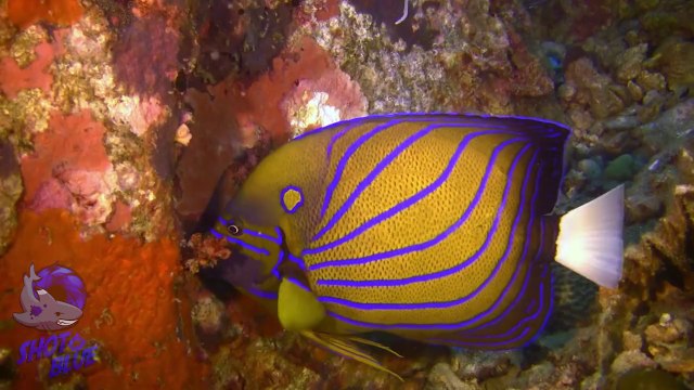 Diving Koh Phi Phi,Thailand