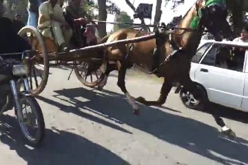 jiger horse try ghurghushti(owner ahmad shah attock)