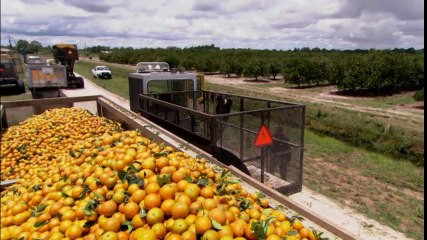 Here's How Orange Juice Is Made