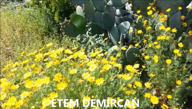 GÖZLERİNİN İÇİNE BAŞKA HAYAL GİRMESİN ZEKİ MÜREN