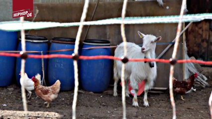 Toni der Assi - Welcome To Schwizherland 2 (Videopremiere)