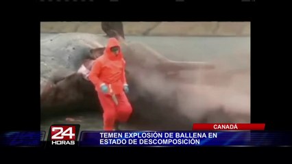Canadá: una ballena muerta siembra el temor entre habitantes de un pueblo