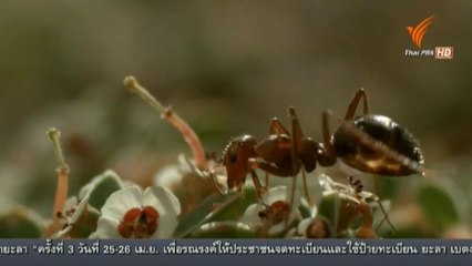 EMPIRE OF THE DESERT ANTS