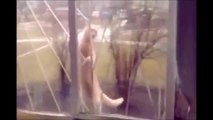 讃岐インベスター・ネットワークスおススメ！　絶対爆笑する猫たち　おもしろ動画