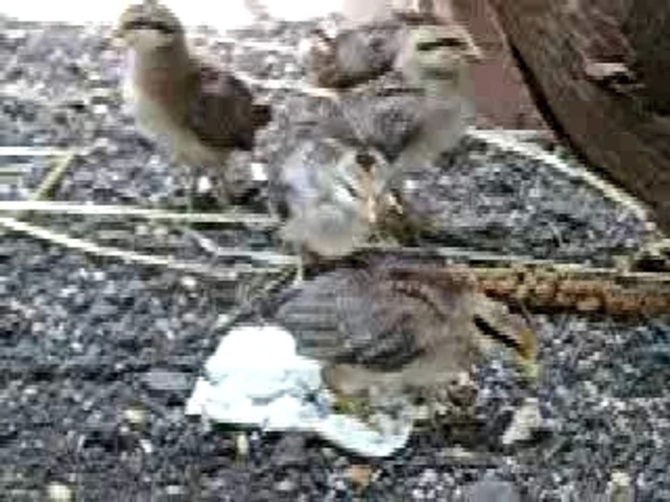 Mes animaux