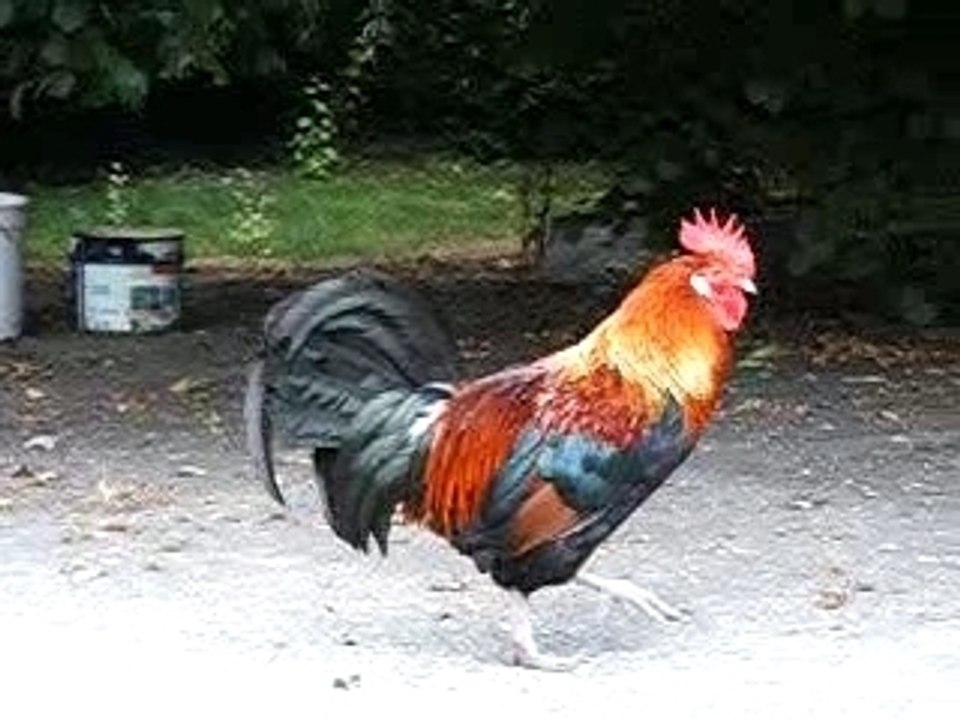 Mes animaux