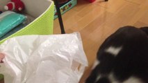 天成ホールディングスおススメ！　ビニール袋で遊ぶ猫　おもしろ動画