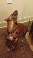 Peanut butter on dog's nose