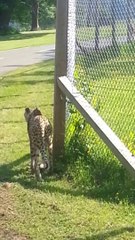 Cheetah meows like a cat