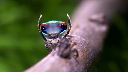 Peacock Spider 10