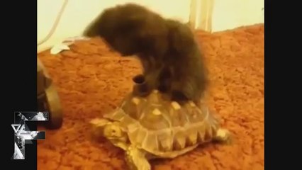 Animals Can Be Jerks - Supercut Compilation 2013!