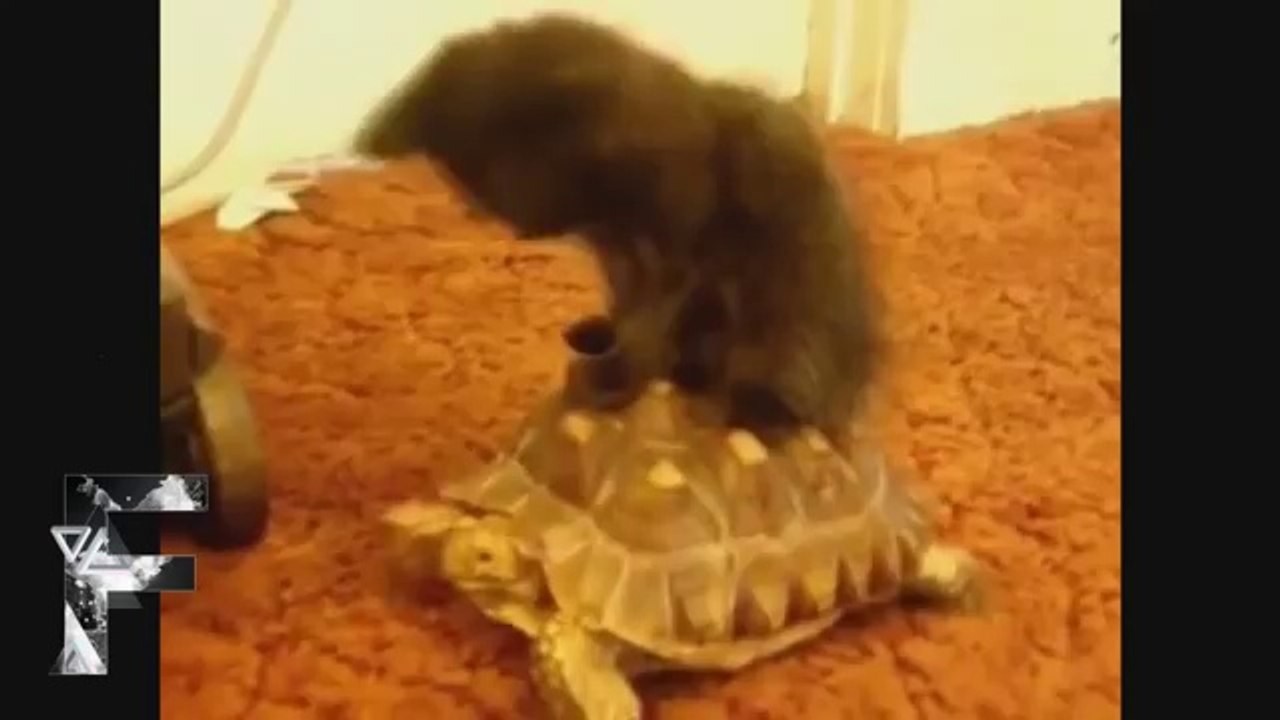 Animals Can Be Jerks - Supercut Compilation 2013!