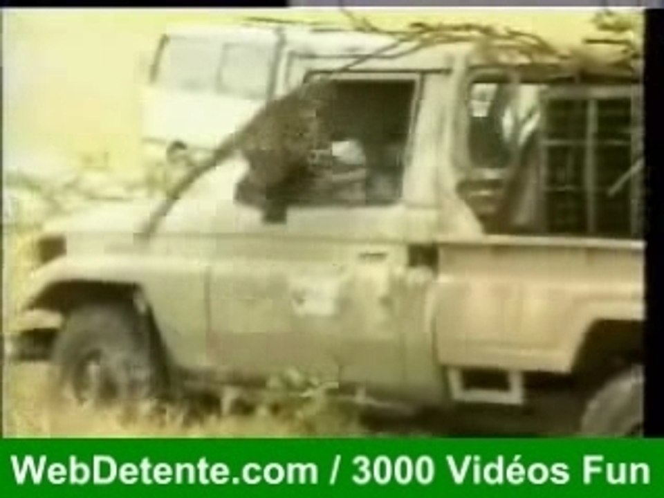 Attaque jaguar
