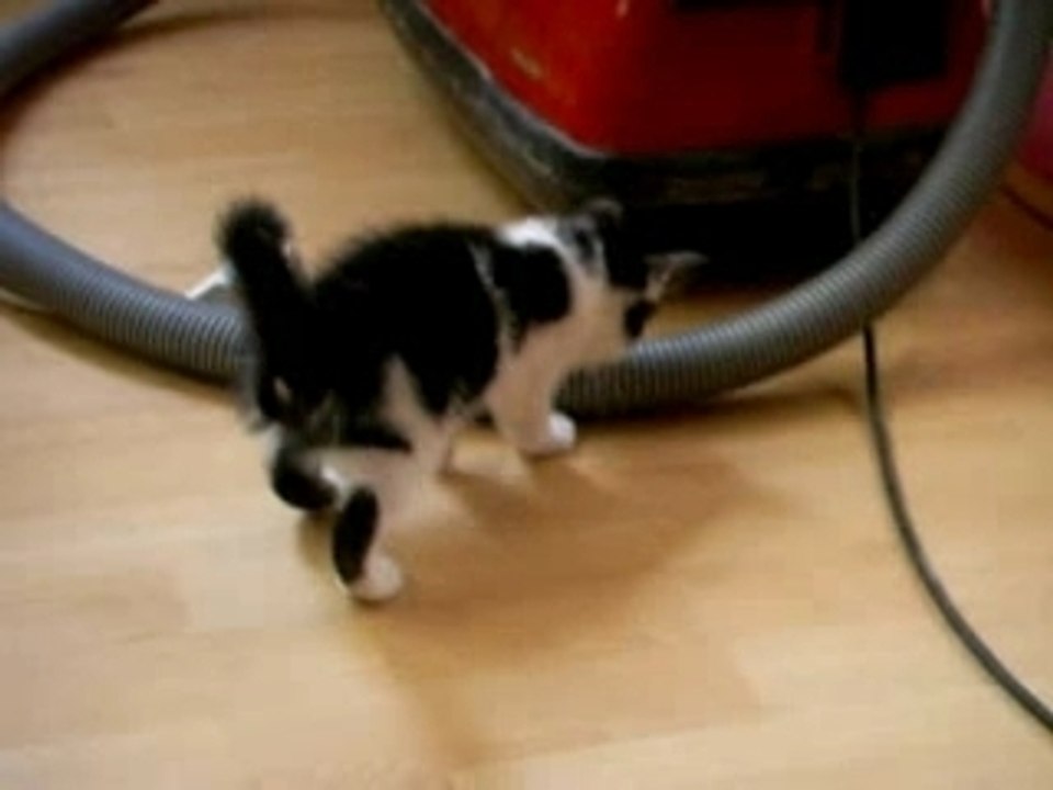 Chat et miroir