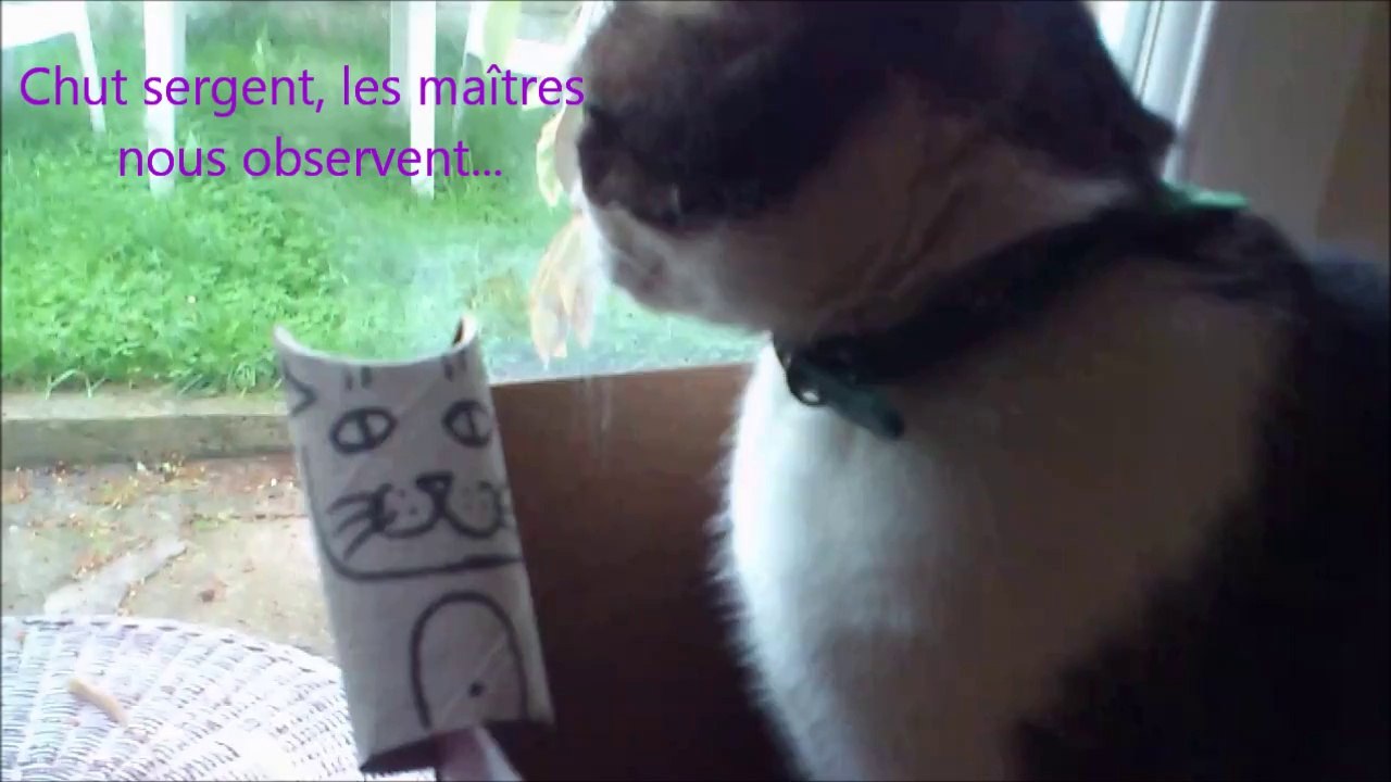 Création d'une armée de chats en dessinant sur des rouleaux de papier toilette