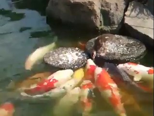 incroyable un petit canard nourrie les poissons ! a voir