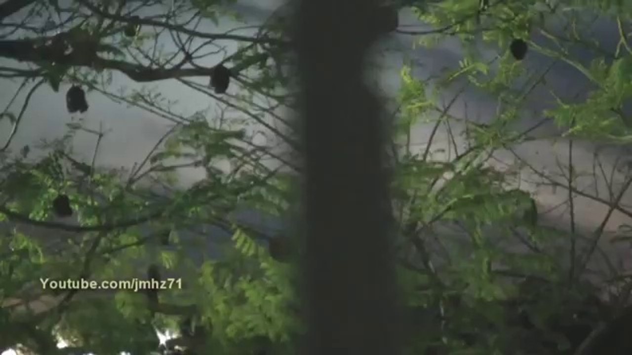 UFO .foret de Cadiz Espagne. 29.04.2014