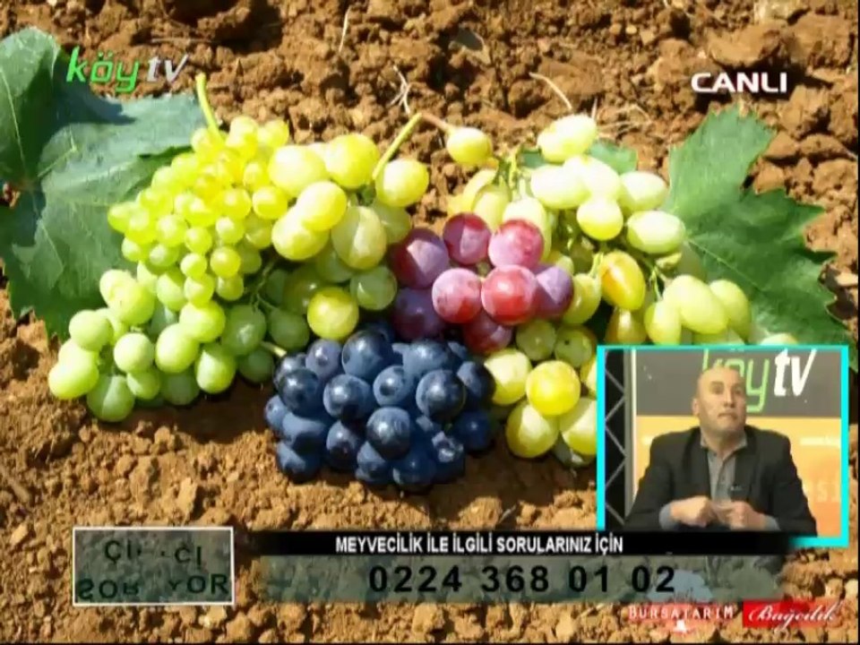 Modern Bağcılık Ürünleri - 1