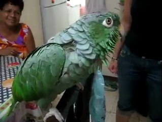 Ağlama taklidi yapan papağan