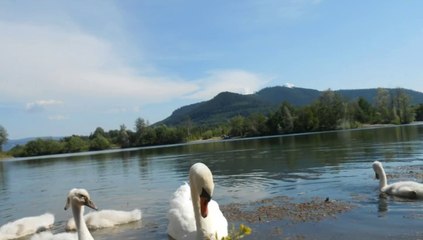 fait moi un cygne