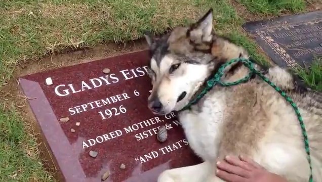 Sahibinin Mezarının Başında Ağlayan Köpek