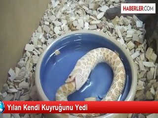 Yılan Kendi Kuyruğunu Böyle Yuttu