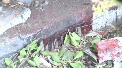 Egito: atentados antes de abertura da campanha presidencial