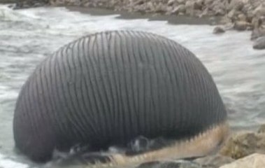Canada : la baleine échouée qui menace d'exploser - ZAPPING ACTU HEBDO DU 03/05/2014