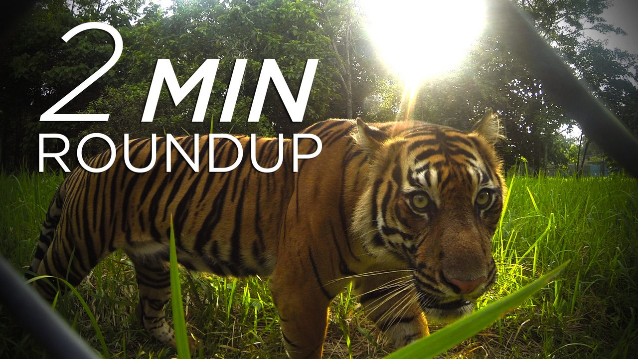 Ivory crushing, pangolin poaching & a royal cal...