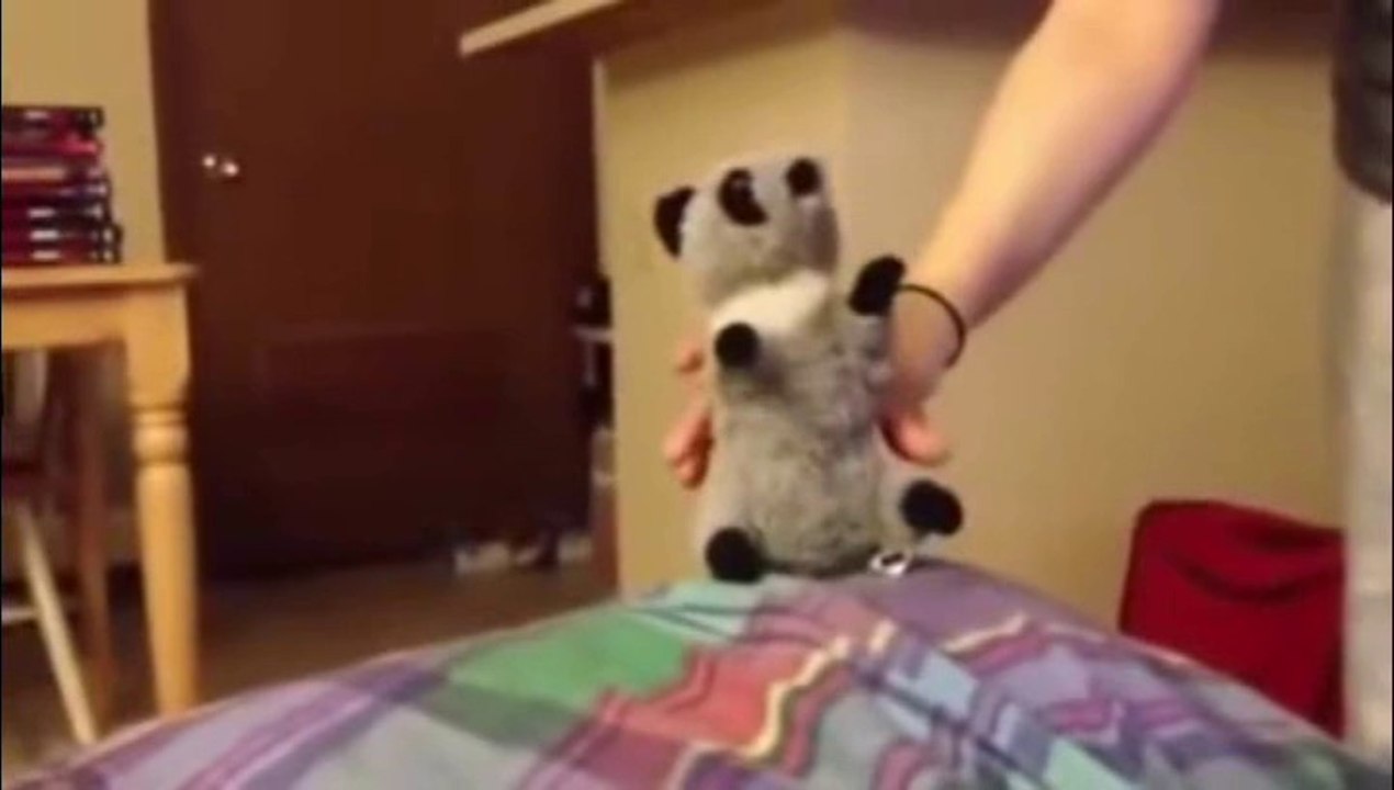 humour gag video rire drole chat