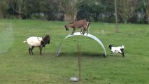 Keçilerin İlginç ve Eğlenceli Oyunu