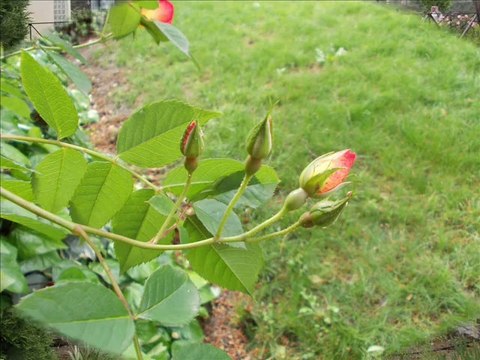 intizar-enstrümental-güllerle-Balıkesir