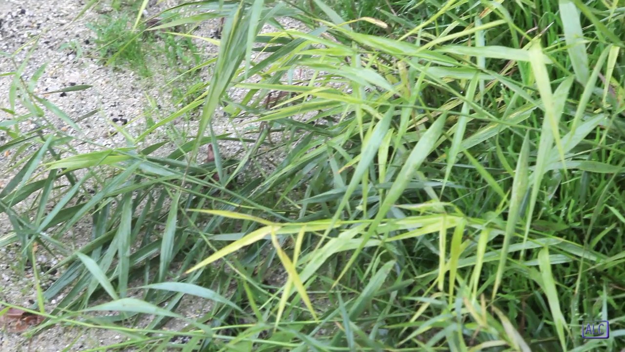 ALC - La phytoépuration