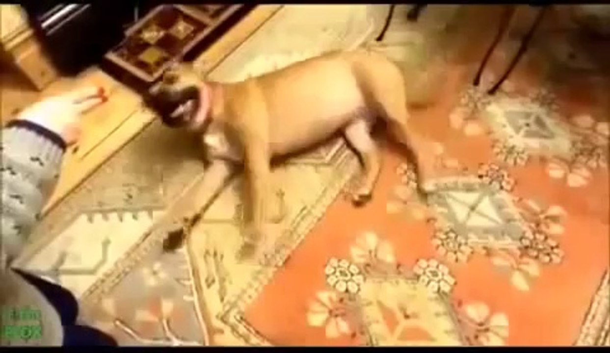 Animals Playing Dead Compilation 2014 TOP Animals Playing Dead Compilation 2014 HD Animal Funny Vide