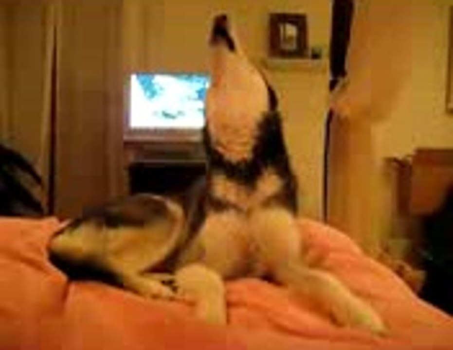 husky dog
