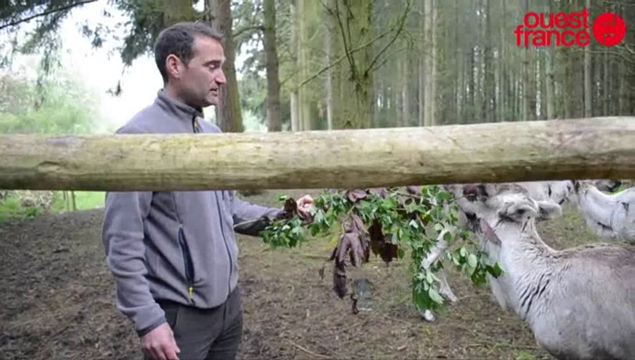 Des rennes des forêts à la Bourbansais