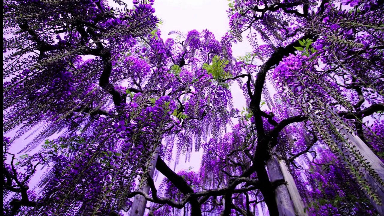 THE SHADOWS Deep Purple