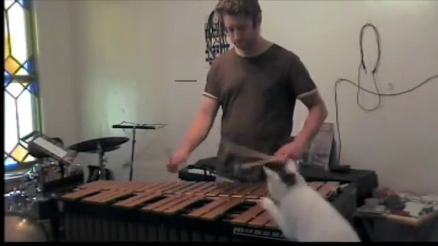 Un Chat musicien? Non juste super chiant!