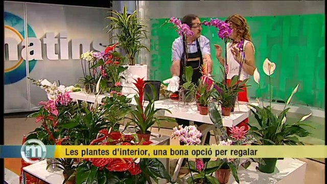 TV3 - Els Matins - Les plantes d'interior
