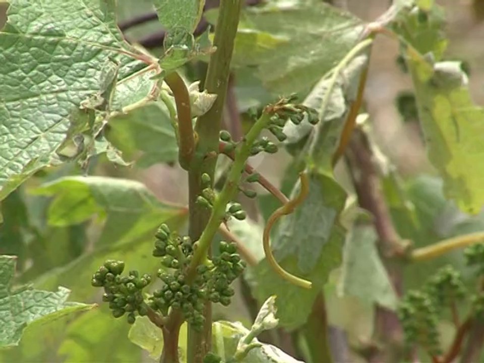 vignes greles