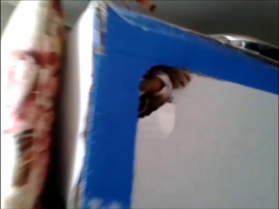 Yavru Kedi Saklambaç Oynuyor - yasamdakibereket.com