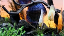 Aquarium vissen