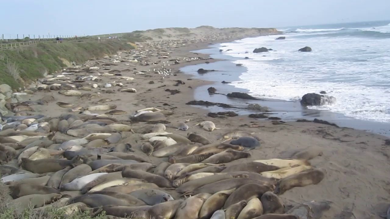 Otaries sur une plage californienne avril 2014